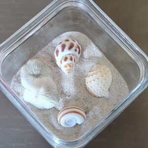 Hand Crafted Cream and Brown  Sea Shell Beach Decor Accents. Calm Restful Space